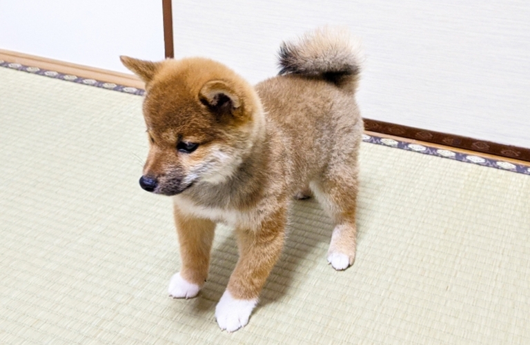 和室とペット